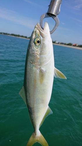 フクラギの釣果