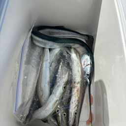 カマス
