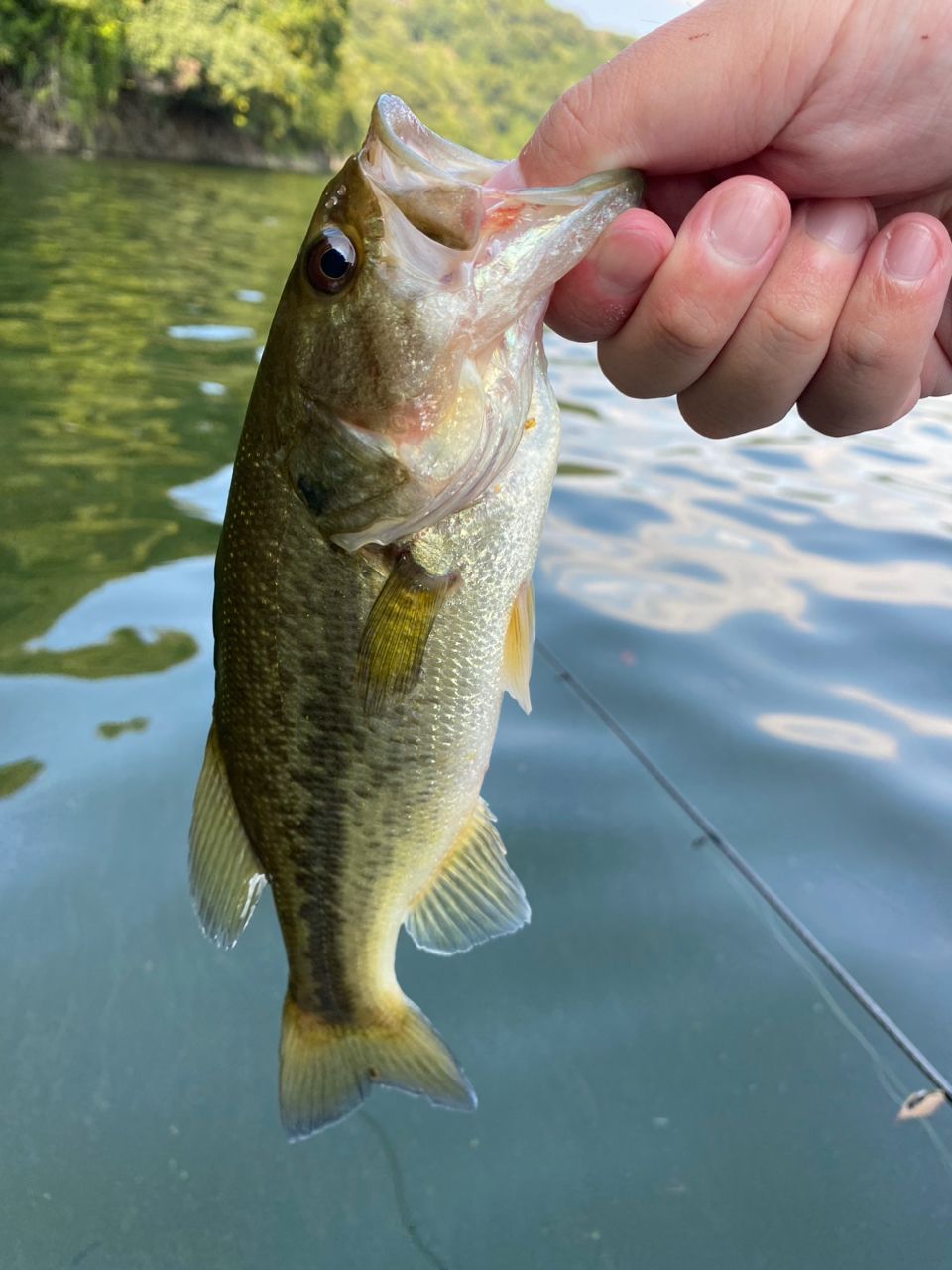 ラージマウスバス