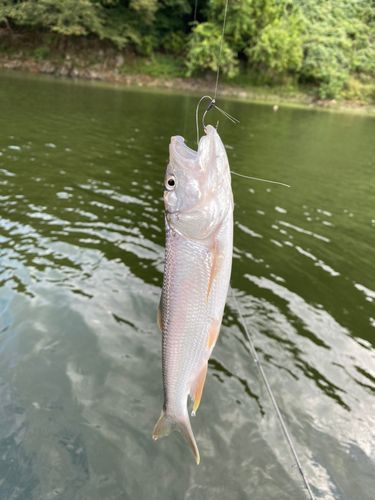 ハスの釣果