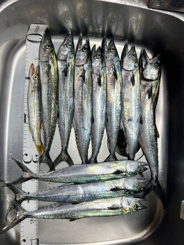 サゴシの釣果