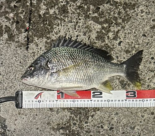 キビレの釣果