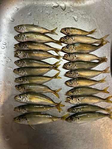 マルアジの釣果