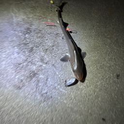 サメ