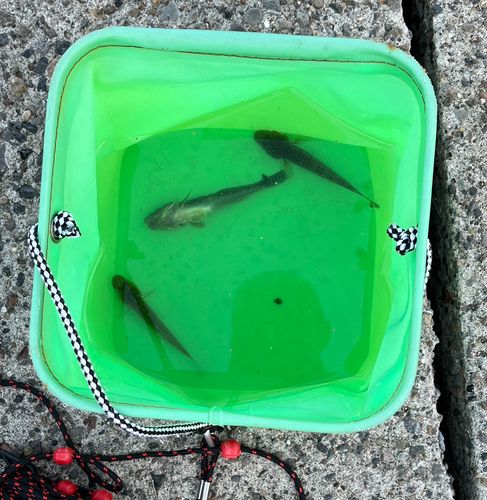 マハゼの釣果