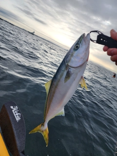 イナダの釣果