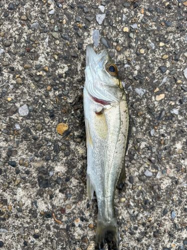 セイゴ（マルスズキ）の釣果