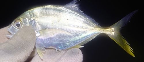 飯岡港