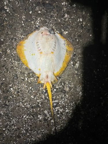 エイの釣果