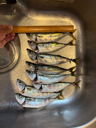 サバの釣果