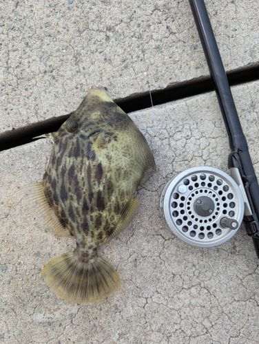 カワハギの釣果
