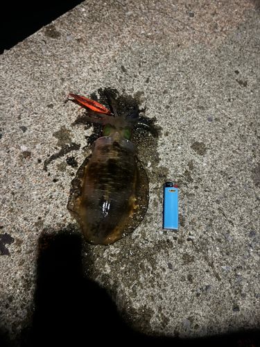 幸ノ浦漁港