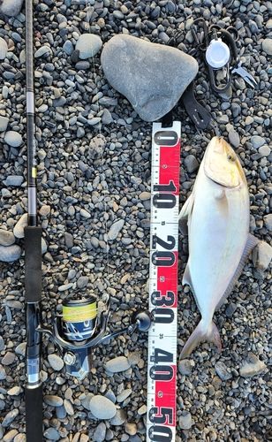 カンパチの釣果