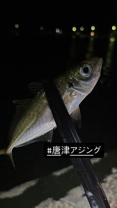 マアジの釣果