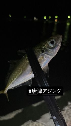 鷹島