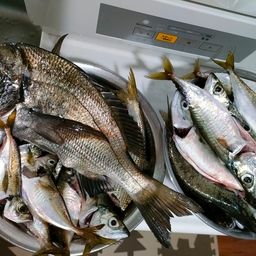 チヌ
