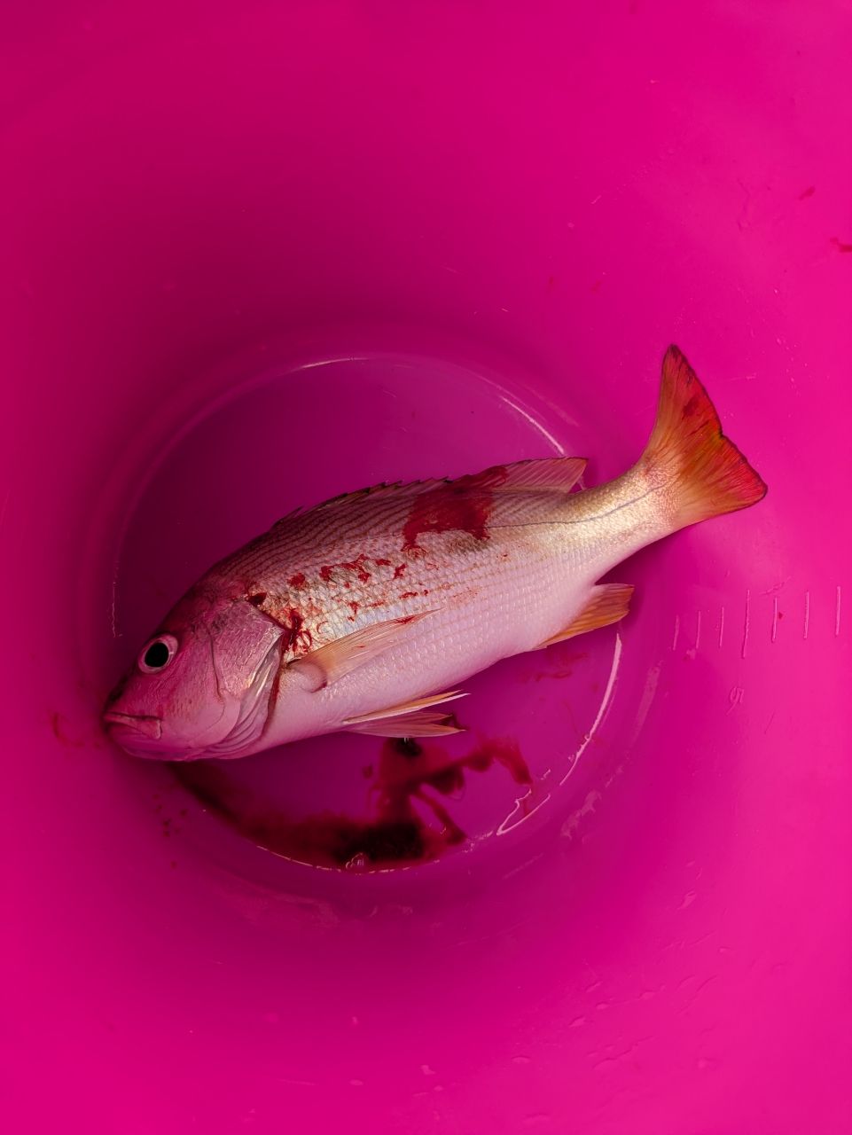 ヨコシマフエフキ