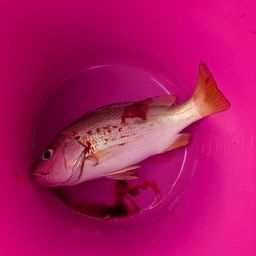 ヨコシマフエフキ