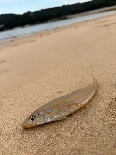 キスの釣果