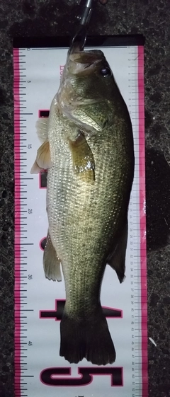 ブラックバスの釣果