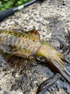 アオリイカの釣果