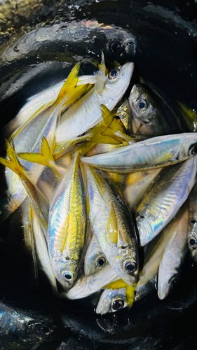 駿河湾