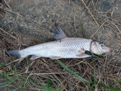 アオタナゴの釣果