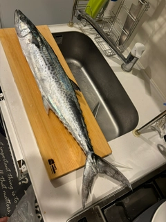 サワラの釣果