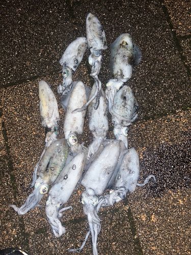 アオリイカの釣果