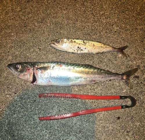 マサバの釣果