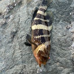 コクテンアオハタ