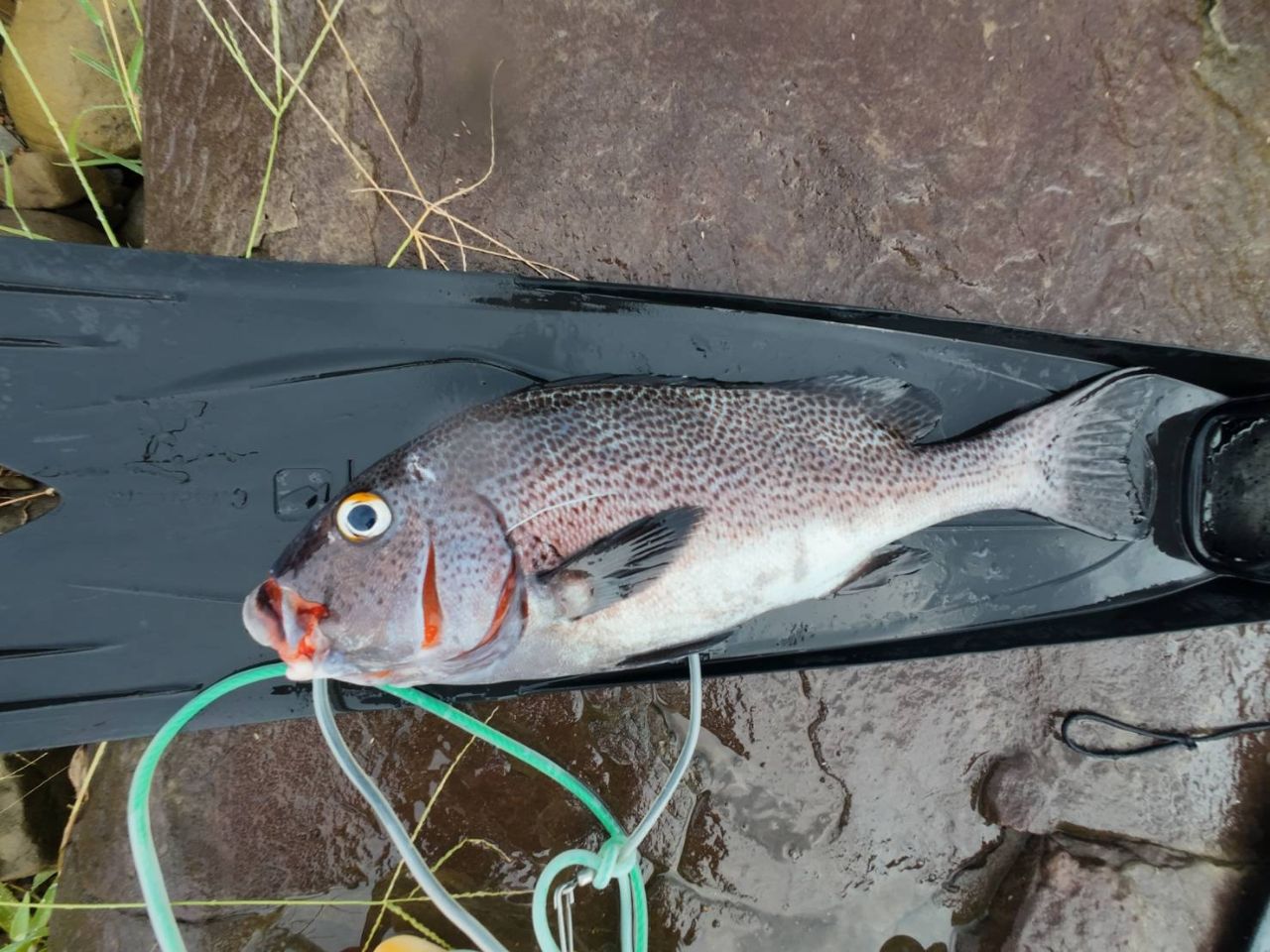 アジアコショウダイ