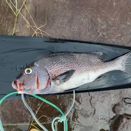 アジアコショウダイ
