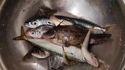 サバの釣果