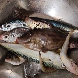 サバ