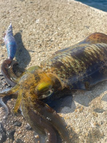 アオリイカの釣果