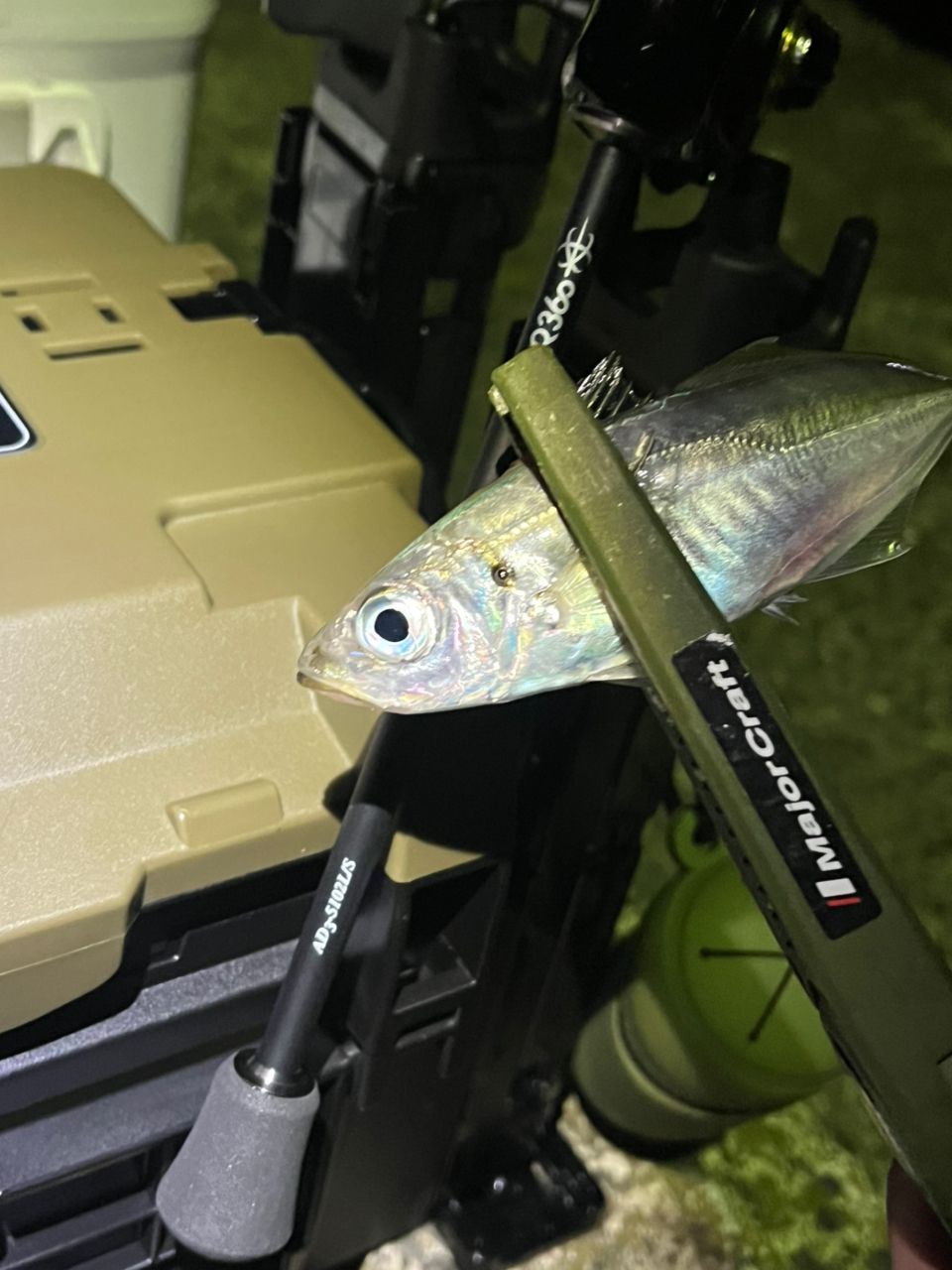 アジ