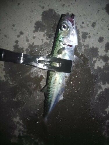サバの釣果