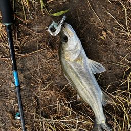 セイゴ（マルスズキ）