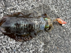 アオリイカの釣果