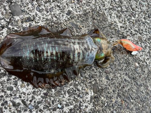 アオリイカの釣果