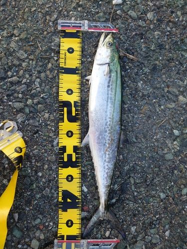 サゴシの釣果