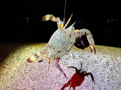 イシガニの釣果