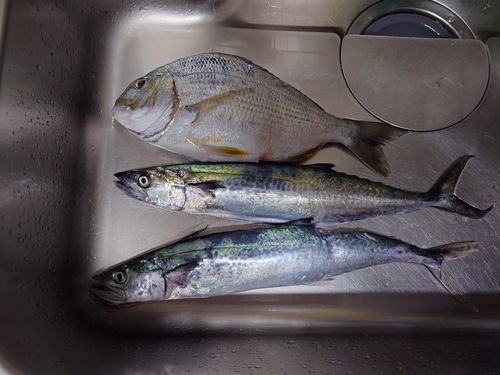 紀伊水道
