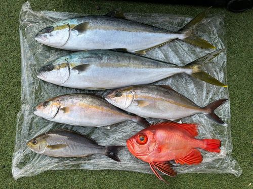 ヒラマサの釣果