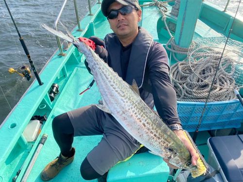 サワラの釣果