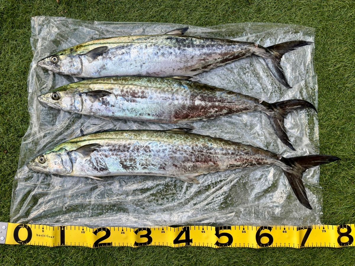 房総釣行記さんの釣果 2枚目の画像