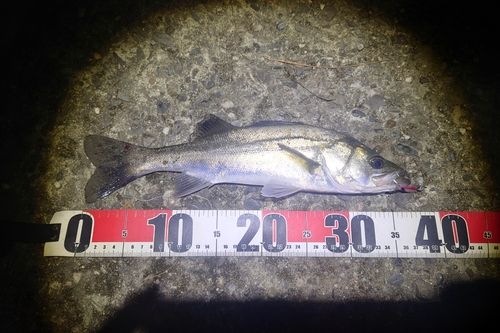 セイゴ（マルスズキ）の釣果