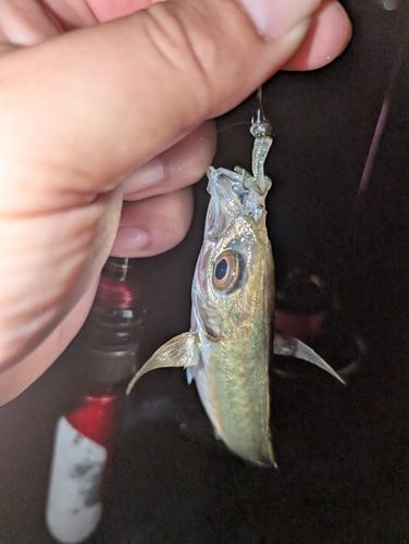 ソゲの釣果