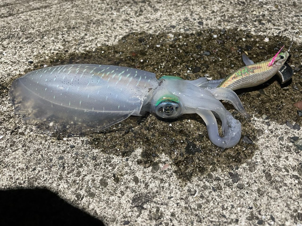 ‼️まもなく終了‼️【極美品】ダイワ エメラルダス ストイストRT 76MMH DAIWA（釣り） ダイワ エメラルダス ストイスト RT 76MMH /U267L